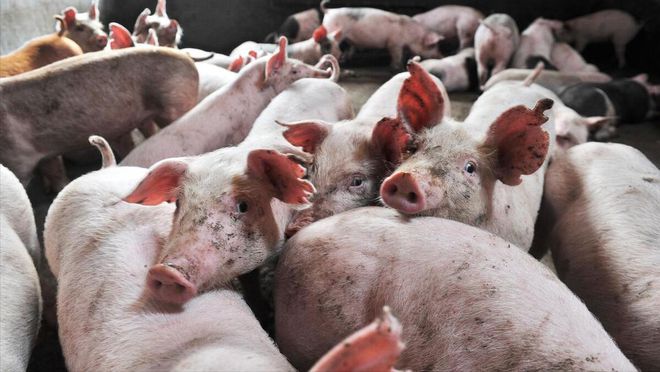 豬禽流感最新消息2024,全面指南,了解、應對與防護措施詳解