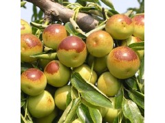 科技賦能重塑冬棗市場新體驗,今日冬棗行情分析