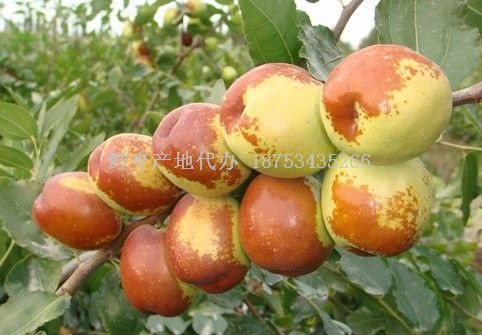 科技賦能重塑冬棗市場新體驗,今日冬棗行情分析