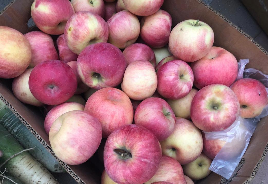 最新大白菜價格行情,最新大白菜價格行情詳解,如何獲取與分析大白菜價格信息