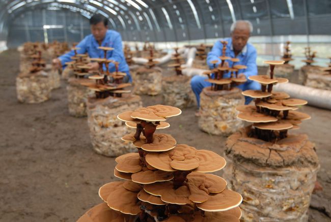 靈芝上市公司,靈芝上市公司,一場心靈與自然的美妙之旅