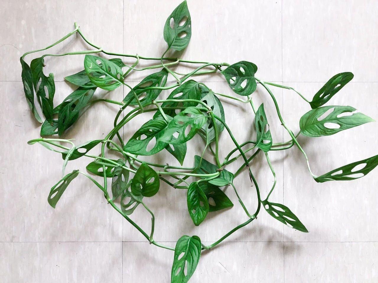 揭秘最新入侵工具,深度剖析入侵技術(shù)風(fēng)險(xiǎn)!