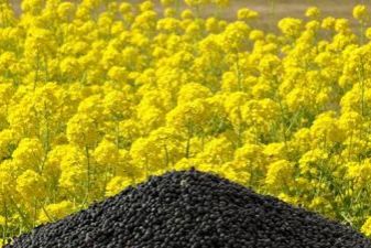 菜籽油價格及小巷味覺寶藏探秘