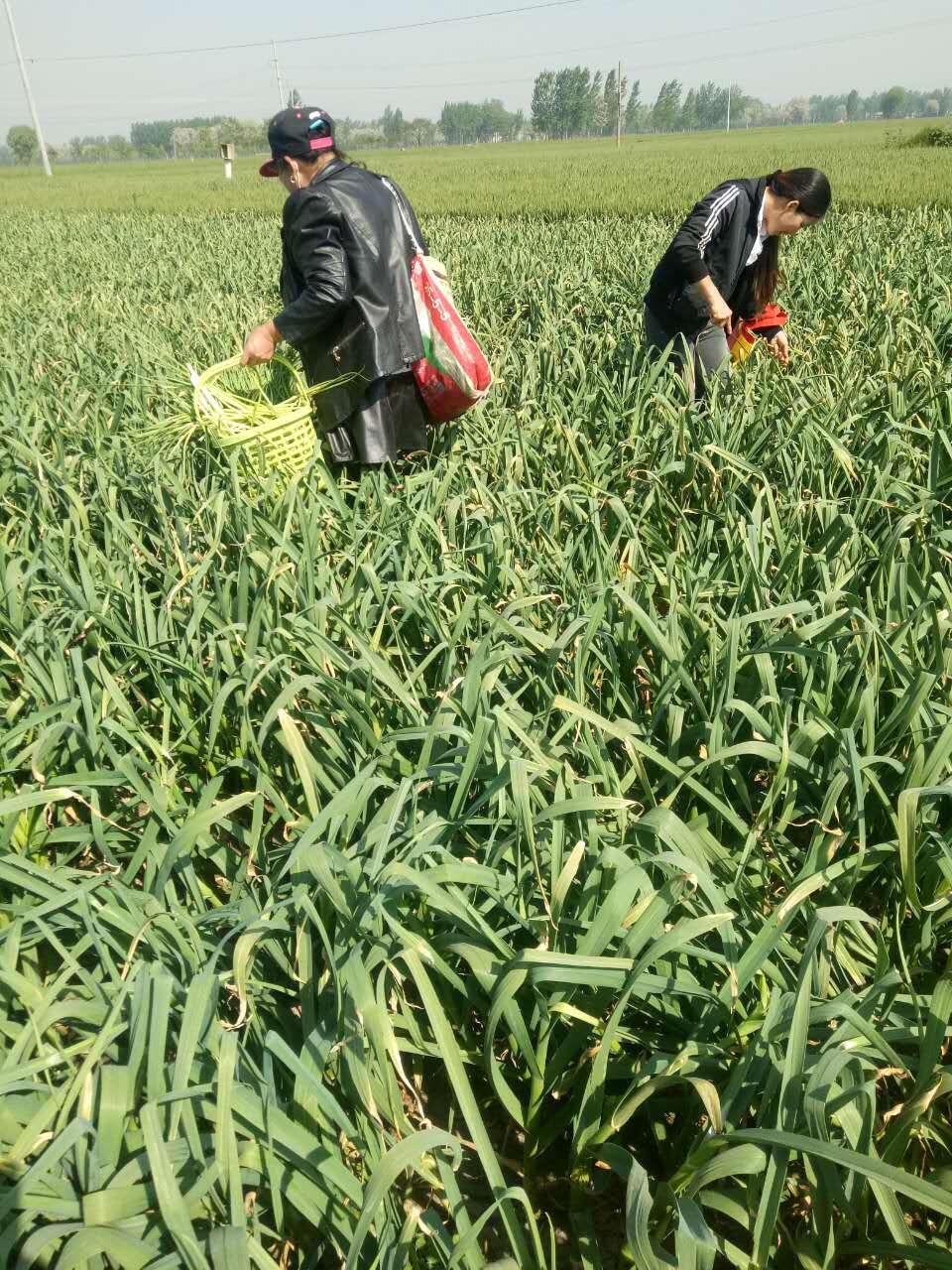 蒜薹市場行情深度解析,動態、分析與觀點闡述