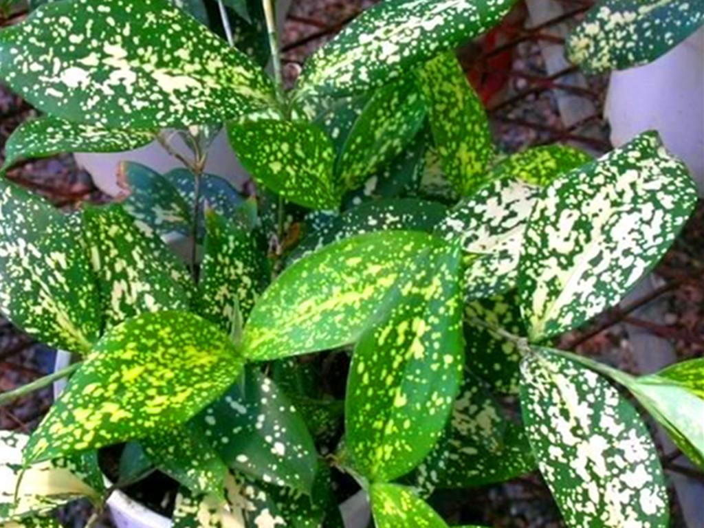 小說你的愛如星光最新章節(jié)更新速遞?