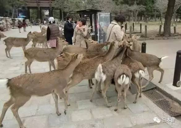 惡犬醬的最新日常分享