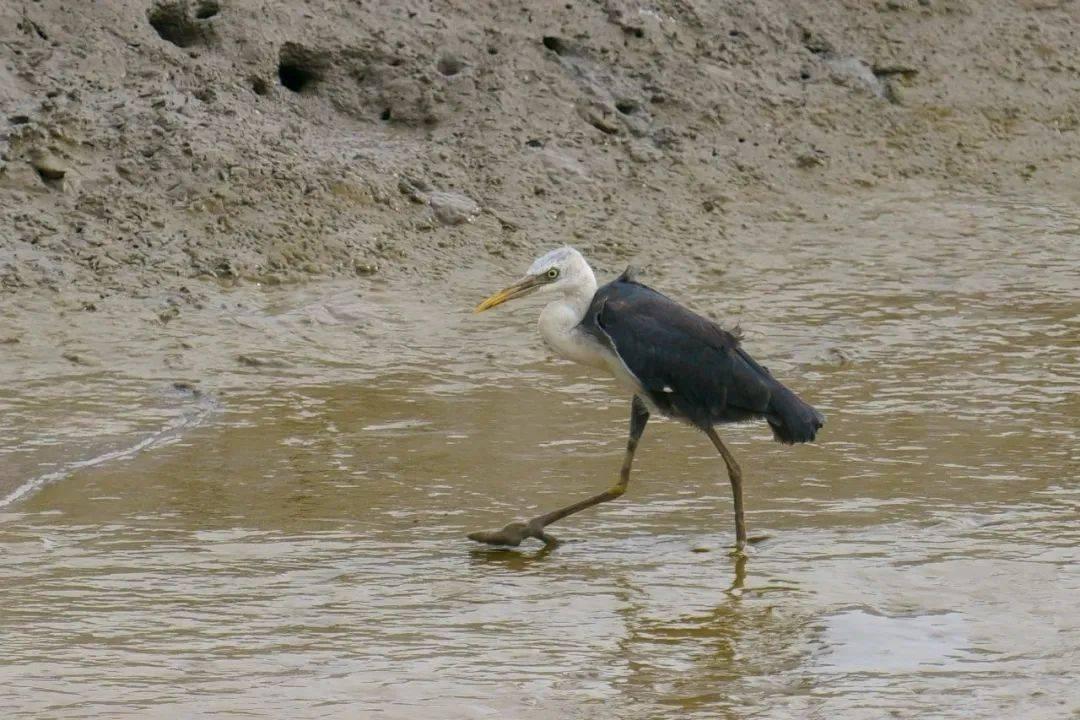 全球共同應對氣候變暖現象的挑戰