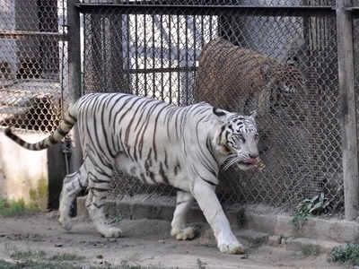 最新新冠狀病毒動(dòng)態(tài),世界變遷中的學(xué)習(xí)熱情與自我超越之旅